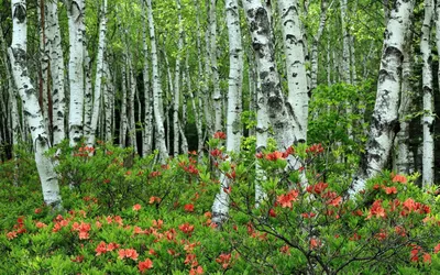 Фото березовой рощи весной фотографии