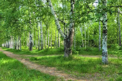 Прекрасный весенний или летний пейзаж берёзовой рощи Стоковое Изображение -  изображение насчитывающей зеленый, парк: 161244479
