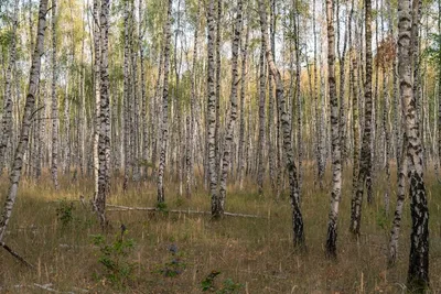 Березовый лес весной (Много фото!) - treepics.ru