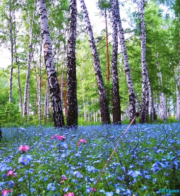 Березовый лес весной (Много фото!) - treepics.ru