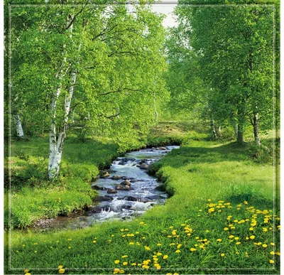 Картинки березовый лес весной (69 фото) » Картинки и статусы про окружающий  мир вокруг