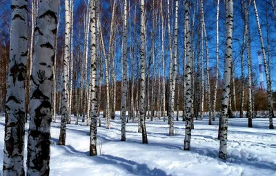 Ручей в березовом лесу - 72 фото