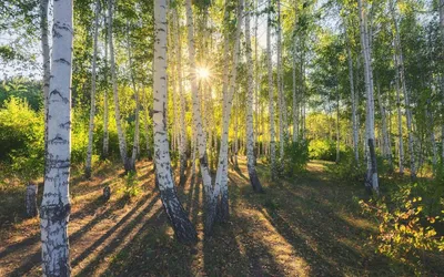 Прекрасный весенний или летний пейзаж берёзовой рощи Стоковое Изображение -  изображение насчитывающей зеленый, гринвуд: 161244313