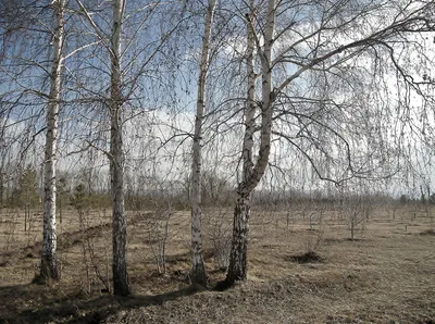 Фото: Березы весной. Saevsikov. Природа. Фотосайт Расфокус.ру