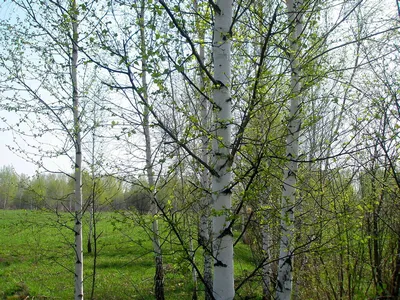 Деревья березы весной стоковое фото. изображение насчитывающей ярк -  80288618