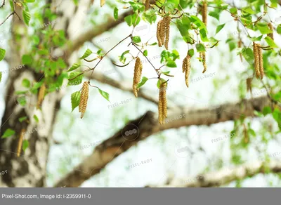 Березы на зеленой поляне весной в лесу Stock Photo | Adobe Stock