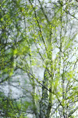 Молодая береза с черно-белой корой березы весной в роще березы Стоковое  Фото - изображение насчитывающей сад, парк: 213711604