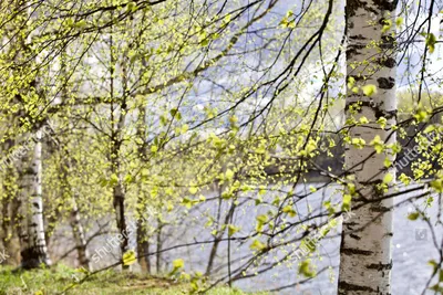 Карельская береза – загадочное дерево Севера — Интернет-журнал «Лицей»