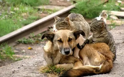 На Среднем Урале отловили почти 9 000 бездомных собак: Общество: Облгазета