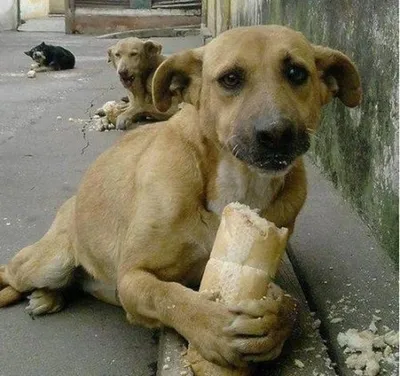 В Орле участились нападения бездомных собак на горожан - Российская газета