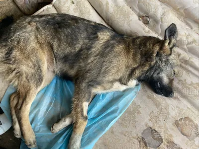Собак – на расстрел? Местные активисты о ситуации с бездомными животными в  Ульяновске