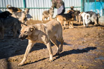 Госдума предлагает пожизненно содержать бездомных собак в приютах |  Ветеринария и жизнь