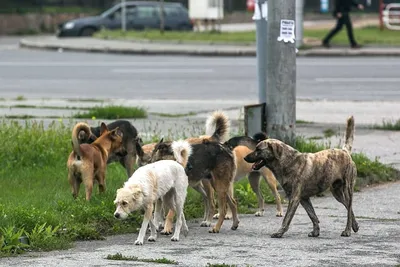 Страх, защита потомства, агрессия: причины нападения бездомных собак -  SakhalinMedia.ru