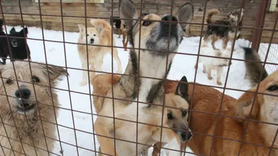 В Астраханской области разрешили усыплять бездомных собак