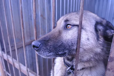 В Казани стартовала перепись бездомных собак и кошек