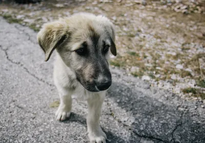 Госдума приняла позволяющий регионам не соблюдать гуманное отношение к  бездомным собакам закон - Ведомости