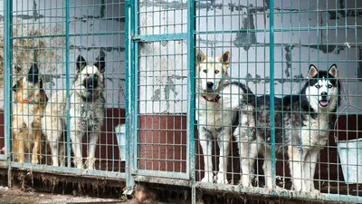 Как домики с кормушками для бездомных собак помогают обезопасить города и  спасают животных от жизни в приютах