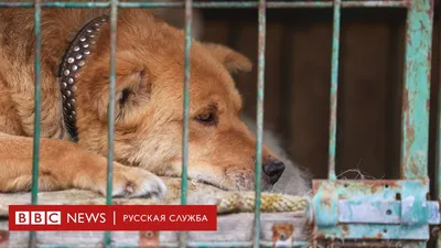 Закон об усыплении бездомных собак приняли в Бурятии: мнение зоозащитника |  360°