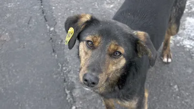 Кабмин прописал, как защитить людей от бездомных собак | Ветеринария и жизнь