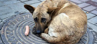 В Республике Алтай разрешили усыплять бездомных собак — РБК