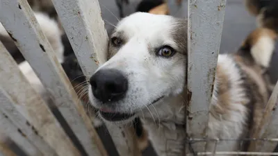 Алматинский отлов начал стерилизовать, вакцинировать и выпускать бездомных  собак. Как они выглядят | informburo.kz