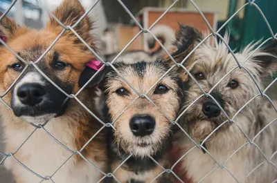 Бездомных собак усыплать в России не будут