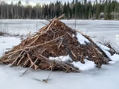 Зимняя жизнь бобров - YouTube