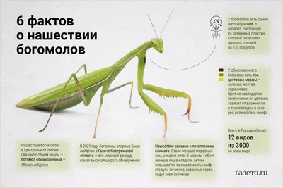 Эксперт рассказал, когда богомолы дойдут до Петербурга - новости экологии  на ECOportal