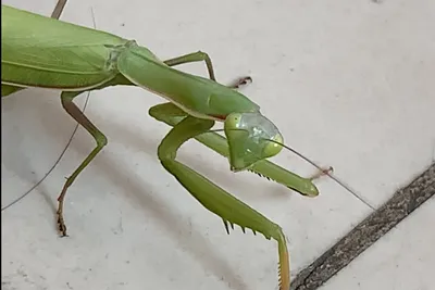 Mantis religiosa Bogomol