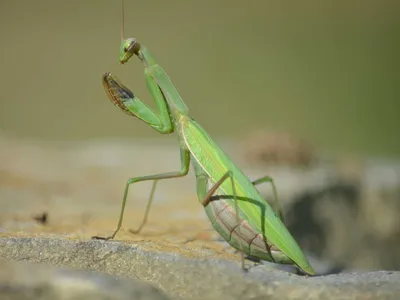 3D-модель обыкновенного богомола (Mantis Religiosa) | Пикабу