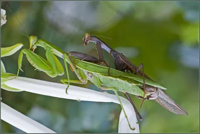 Богомол обыкновенный - необыкновенное насекомое. | Macro / Миллиметровая  Вселенная | Дзен