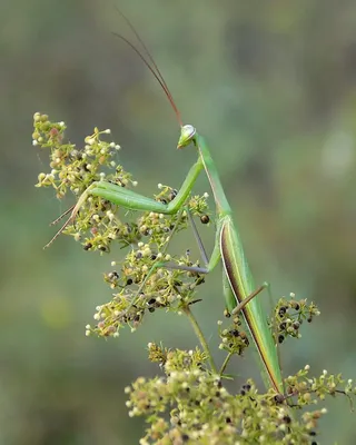 Mantis religiosa | Богомол обыкновенный в стойке - YouTube