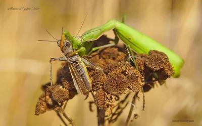 Обыкновенный богомол.(лат. Mantis religiosa). Photographer Viktor Sevidov