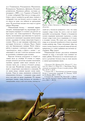 Обыкновенный богомол (Mantis religiosa) в Мордовии - Природа Республики  Мордовия