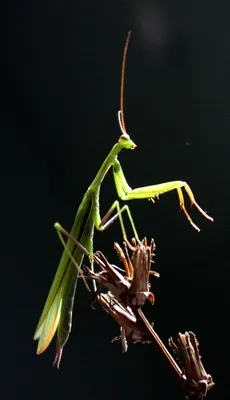 богомол обыкновенный (Mantis religiosa) - Живые существа - 3D модель
