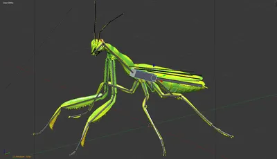 Богомол обыкновенный (Mantis religiosa)