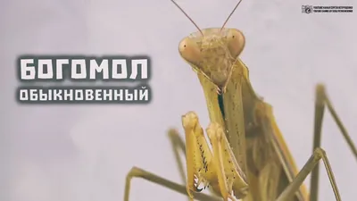 3D-модель обыкновенного богомола (Mantis Religiosa) | Пикабу