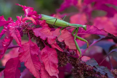 MacroID.RU - Mantis religiosa - Богомол обыкновенный