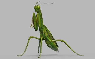 Обыкновенный богомол (Mantis religiosa) в Мордовии - Природа Республики  Мордовия