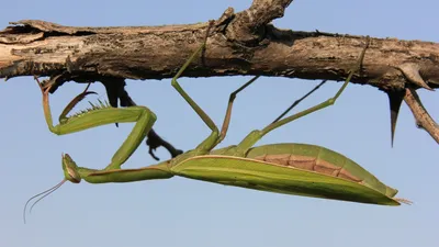Богомол обыкновенный (Mantis religiosa). Photographer Ivan Shkriblyak