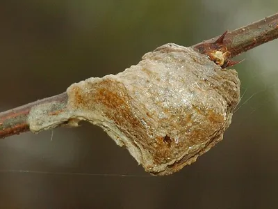 3D-модель обыкновенного богомола (Mantis Religiosa) | Пикабу
