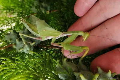 Обыкновенный богомол (Mantis religiosa) в Мордовии - Природа Республики  Мордовия