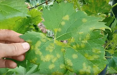 Фото больных листьев винограда фотографии