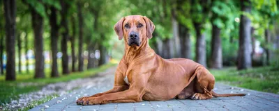 Сотню голодных и больных собак пытаются спасти из частного приюта на Кубани  - Общество - Новости Кубань-информ