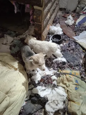 Yuliant kennel - 💥Это важно знать💥 Второй закон Менделя в действии по  наследственным заболеваниям собак. Какова вероятность проявления  заболевания в потомстве, если вязать чистых, носителей и больных собак. |  Facebook