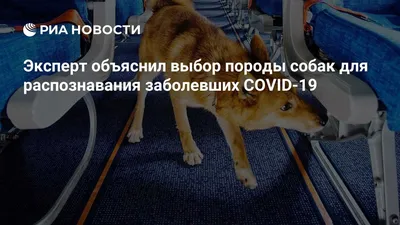 200 кг мяса передали из Подольска в приют для собак «Кай» в Калуге -  Общество - РИАМО в Подольске