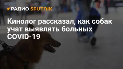 Собаки-волонтёры. Как собаки помогают тяжело больным в хосписах | Собакин  город | Дзен