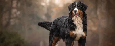Ходунки поддержка передних и задних лап для больных и пожилых собак PetSafe  CareLift, размер L - купить с доставкой по выгодным ценам в  интернет-магазине OZON (966696369)