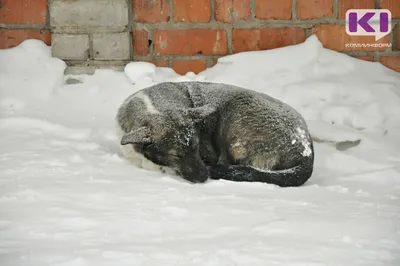 Притулок Лада евакуювали, з Бахмута вивезли 150 собак| Вільне радіо