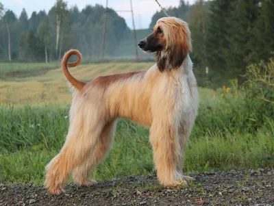 Шотландская борзая (Scottish Deerhound) - это умная, смелая и ласковая порода  собак. Описание, фото и отзывы.